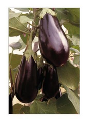 Бенеция F1 семена баклажана (Enza Zaden / Энза Заден)