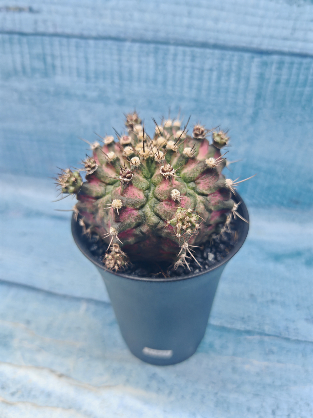 Gymnocalycium T-Rex Pink hybrid (Гимнокалициум T-rex)