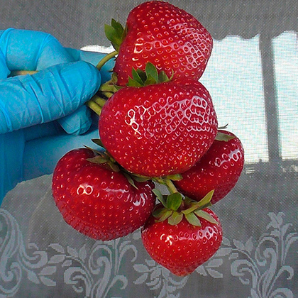 Земляника крупноплодная Сенсация (Сонсейшн)