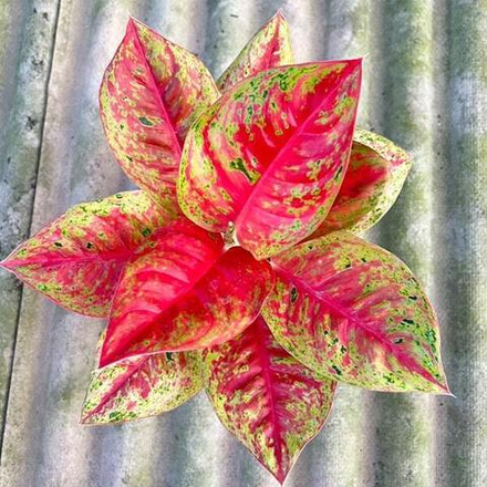 Аглаонема MAHA SEDTHEE