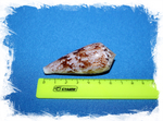 Раковина коллекционная морская Conus kinoshitai, Конус киношитай