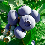 БЛЮКРОП (Bluecrop) голубика 3 года С3 (3л)