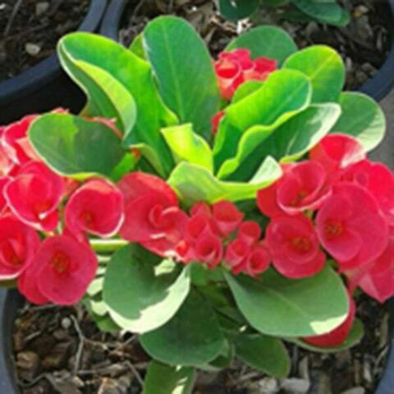 Эуфорбия Миля KULABSEAN