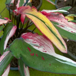 Каладиум MEE SAB – WEALTHY