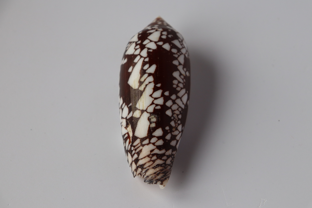 Конус ауликус (Conus aulicus) (скол на губе)