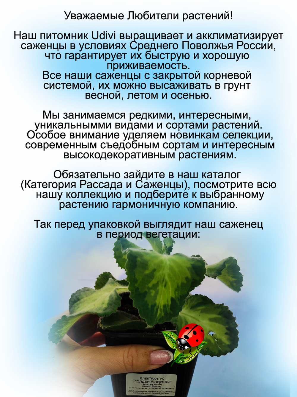 Плектрантус Голден Руффлос вариегатный