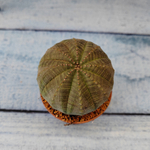 Euphoria Obesa (Эуфорбия)