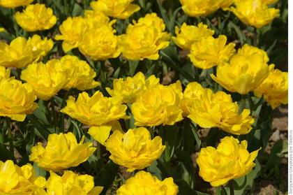 Тюльпан Мэри Джо махровый