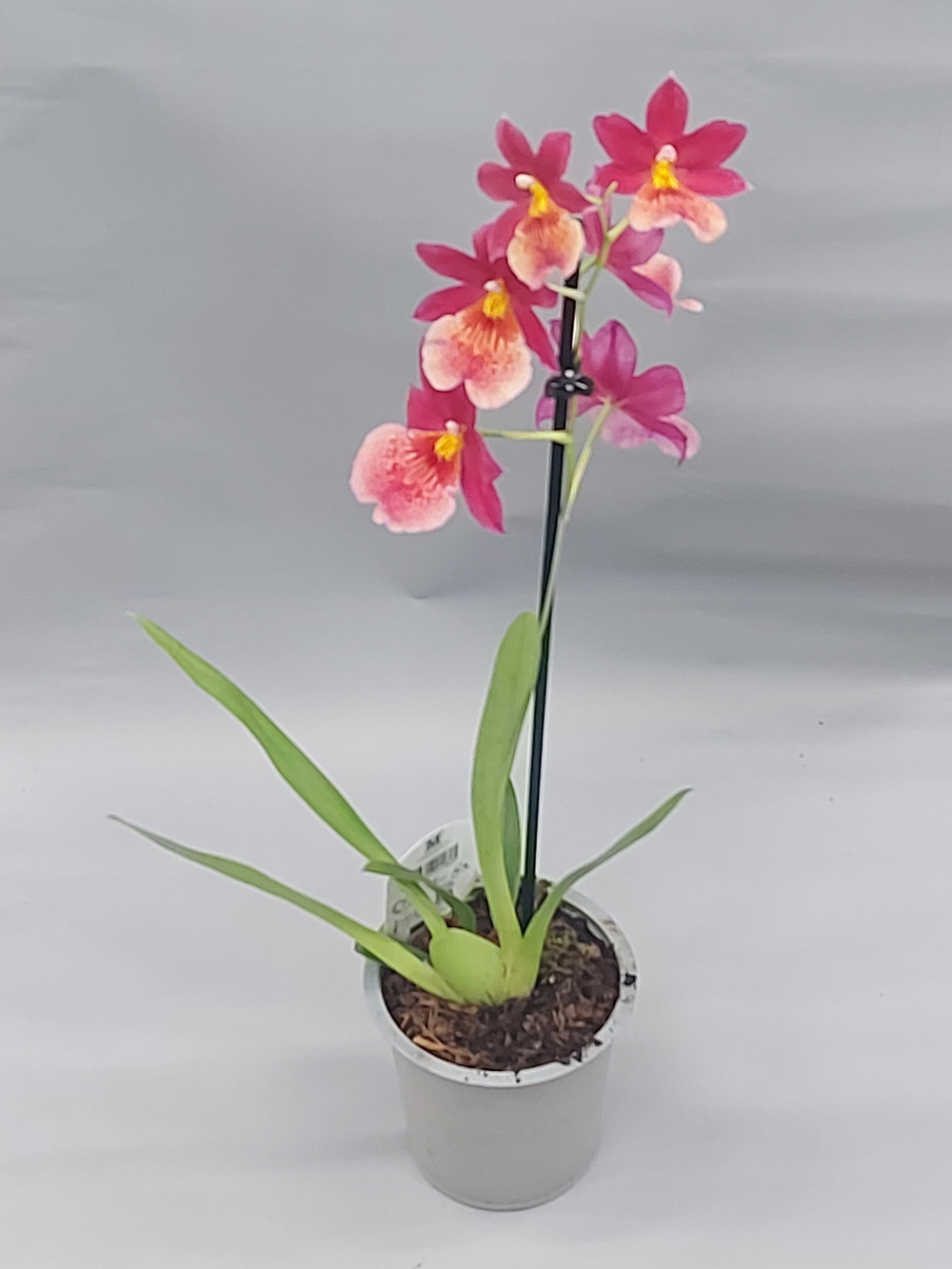 Орхидея Камбрия 12/55