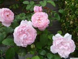 Маргарет Робертс (Margaret Roberts)