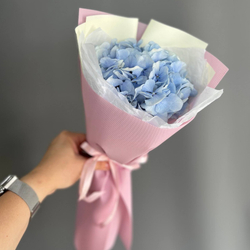 Hydrangea