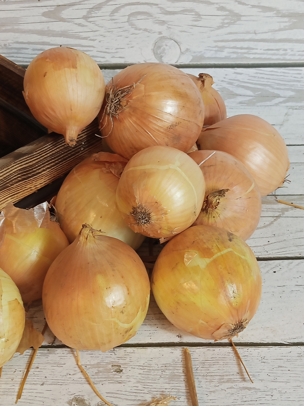 Лук репчатый