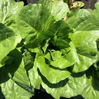 Салат Романо "О, Батат", 100 г (цена указана за 100г, вес может отличаться)