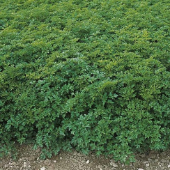 Титан семена петрушки (Bejo / Бейо)