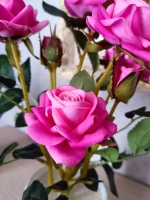 Роза кустовая бархатная, в кашпо.