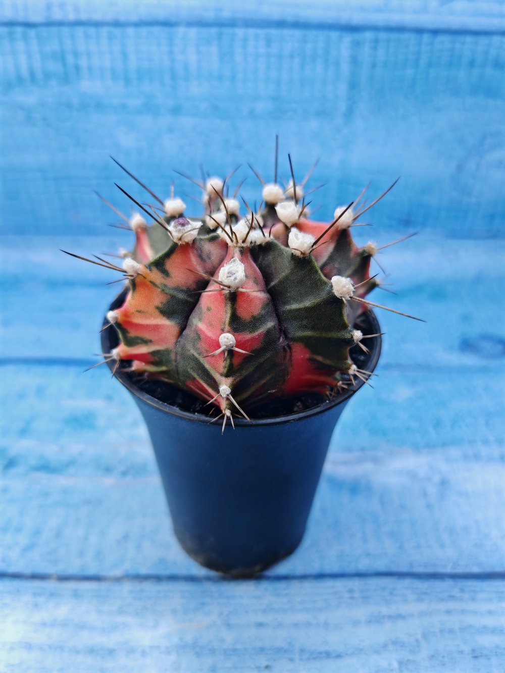 Gymnocalycium Variegata (Гимнокалициум Вариегатный)
