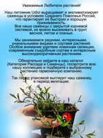 Гвоздика травянка Розовая многолетняя