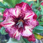 Адениум обесум 164 Tào Phi