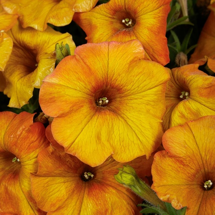 Петуния Петхоа Sunset Orange. ОКС укорененный черенок. 15-20 марта