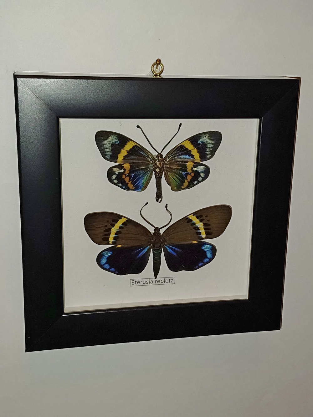Бабочка Eterusia repleta пара в рамке