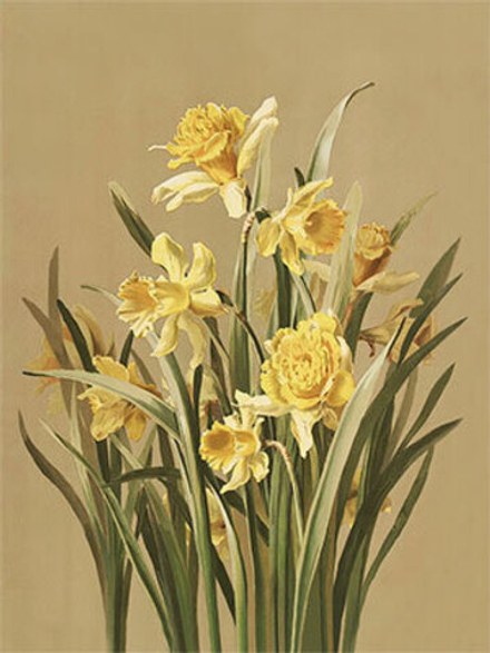 Основа с рисунком   для вышивания лентами "Нарциссы"