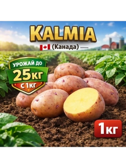 Картофель семенной Кальмия (Kalmia) Канада