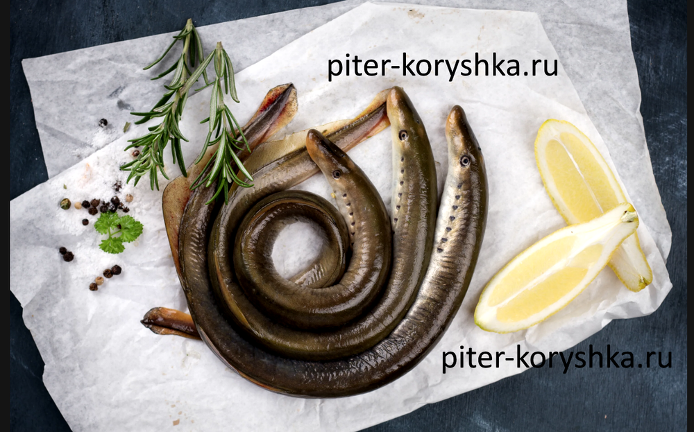 Минога живая