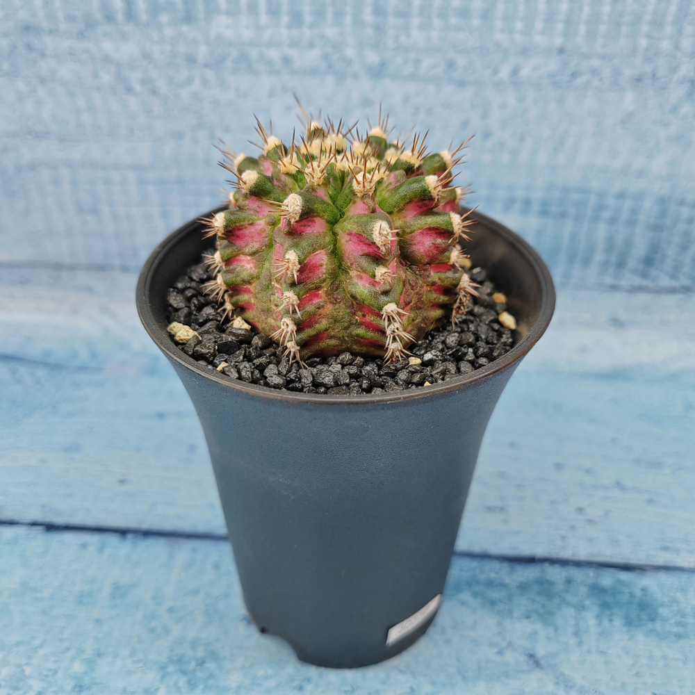 Gymnocalycium T-Rex Pink hybride (Гимнокалициум T-rex)