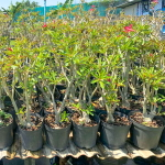 Адениум обесум GOLDEN ROOT s.8"