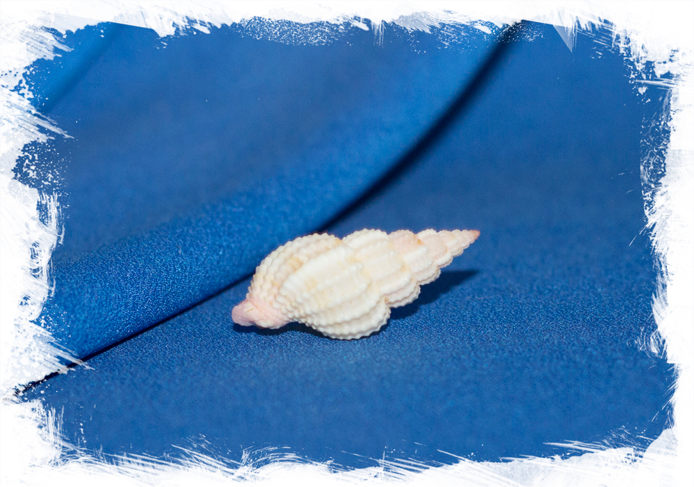 shell Антиллопхос усквамарис, Antillophos usquamaris