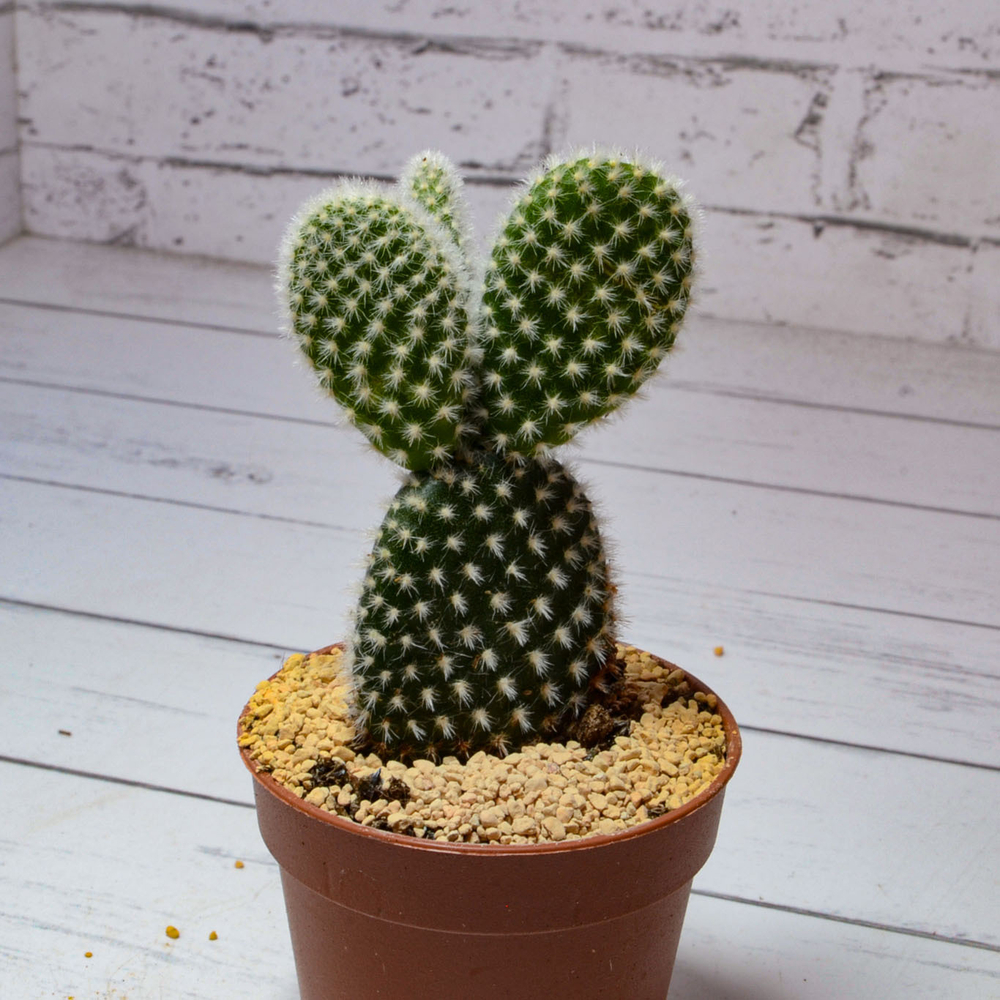Opuntia Microdasys Albata (Опунция)
