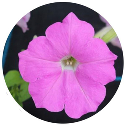 Петуния ампельная Опера Пинк F1 (50др) Витагрин Профи