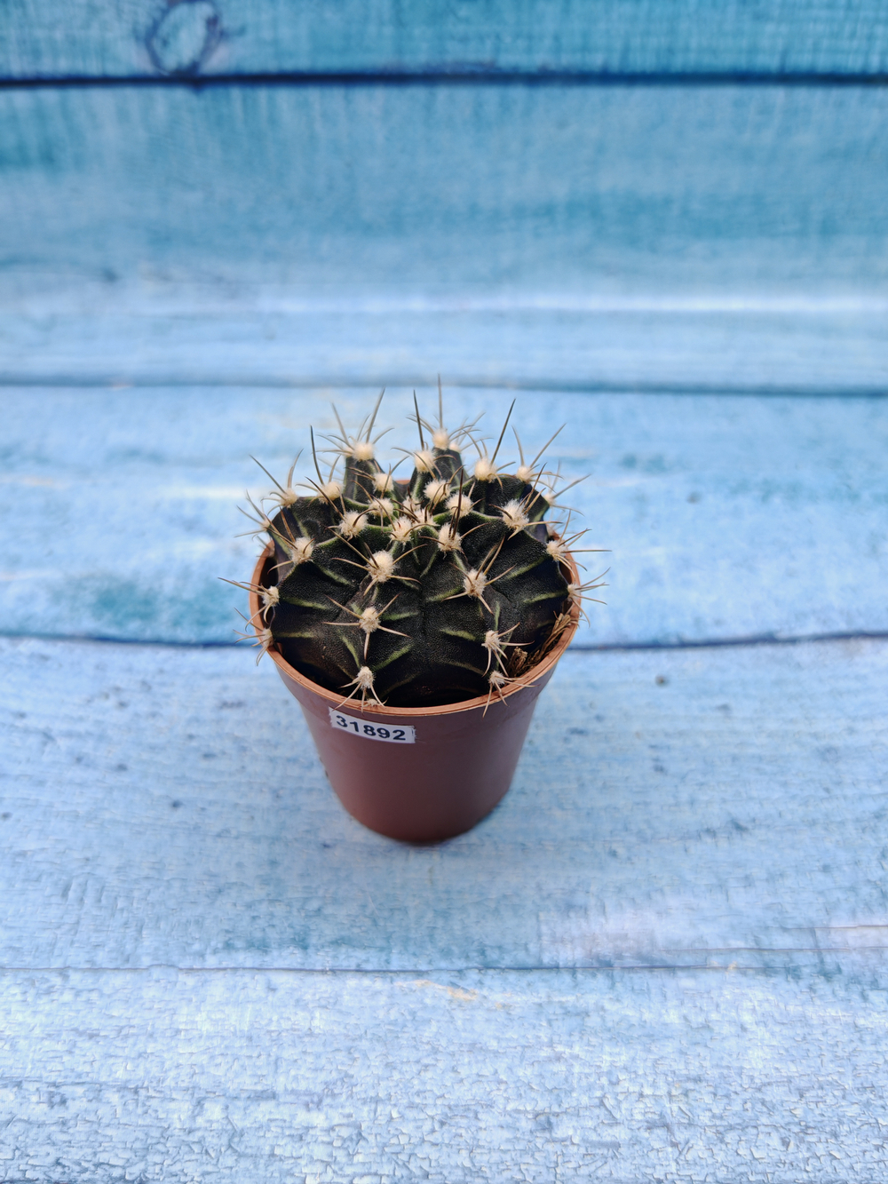 Gymnocalycium Friedrichii (Гимнокалициум)