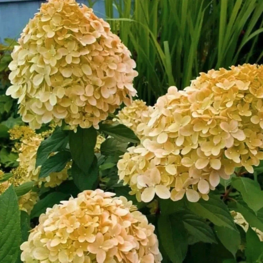 Гортензия Коттон крем наличие