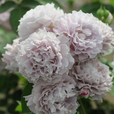 Сейрю (Seiryuu)