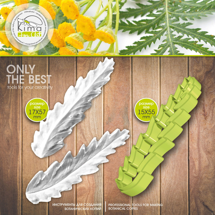 Пижма лист вытянутый