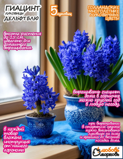 Гиацинт Луковицы цветы, Дельфт Блю, 5 шт