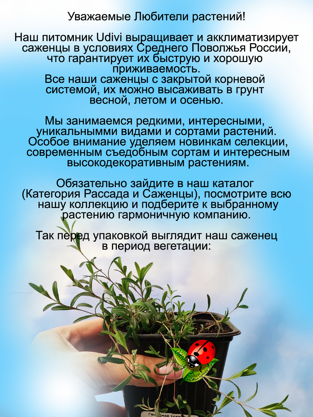 Гвоздика травянка Розовая многолетняя