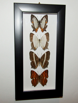 Бабочки Цирестисы в рамке