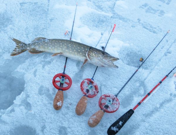 Salmo Diamond Perch Tele и Lucky John C-Tech Jig Light — новые удочки для зимнего блеснения
