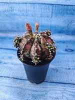 Gymnocalycium T-Rex Pink hybride (Гимнокалициум T-rex)