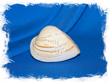 Кукуллаея лабиата (Cucullaea labiata)