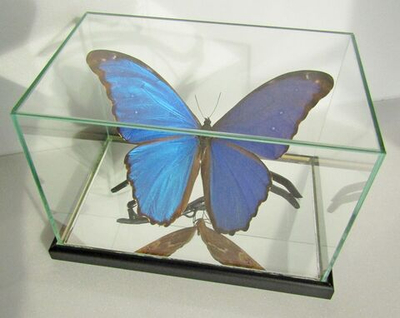 Бабочка Morpho didius в объемной композиции