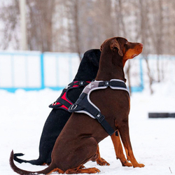 Шлейка для служебных, спортивных и активных собак K9 INDUSTRIES