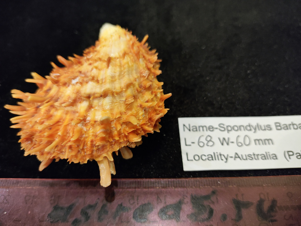 Спондилюс Барбатус 65-70мм