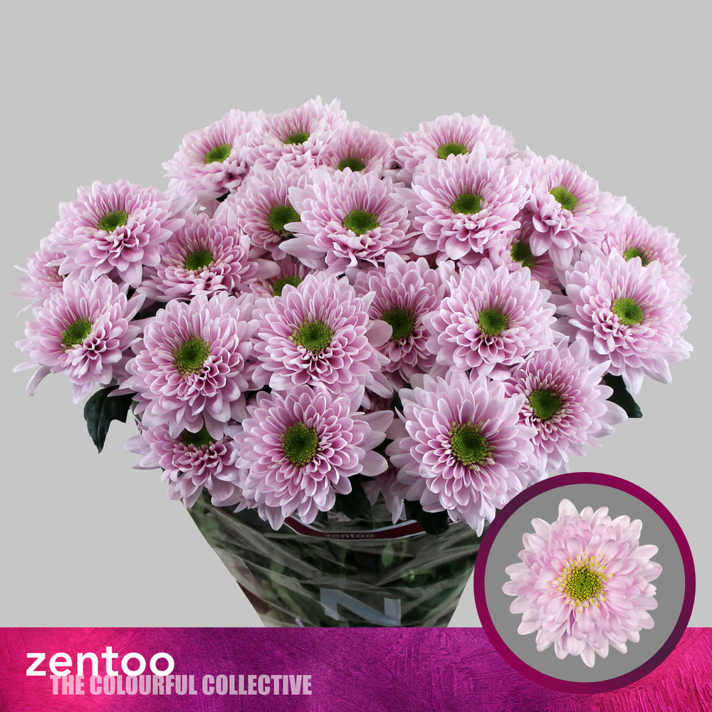 Commander Pink (NL)