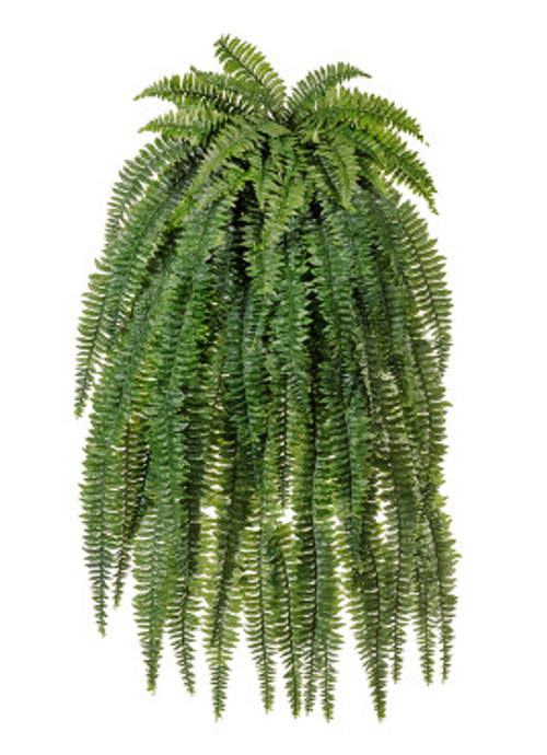 Папоротник Бостон большой свисающий