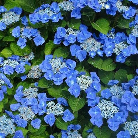 Гортензия крупнолистная Блаумайзе С2 20-30