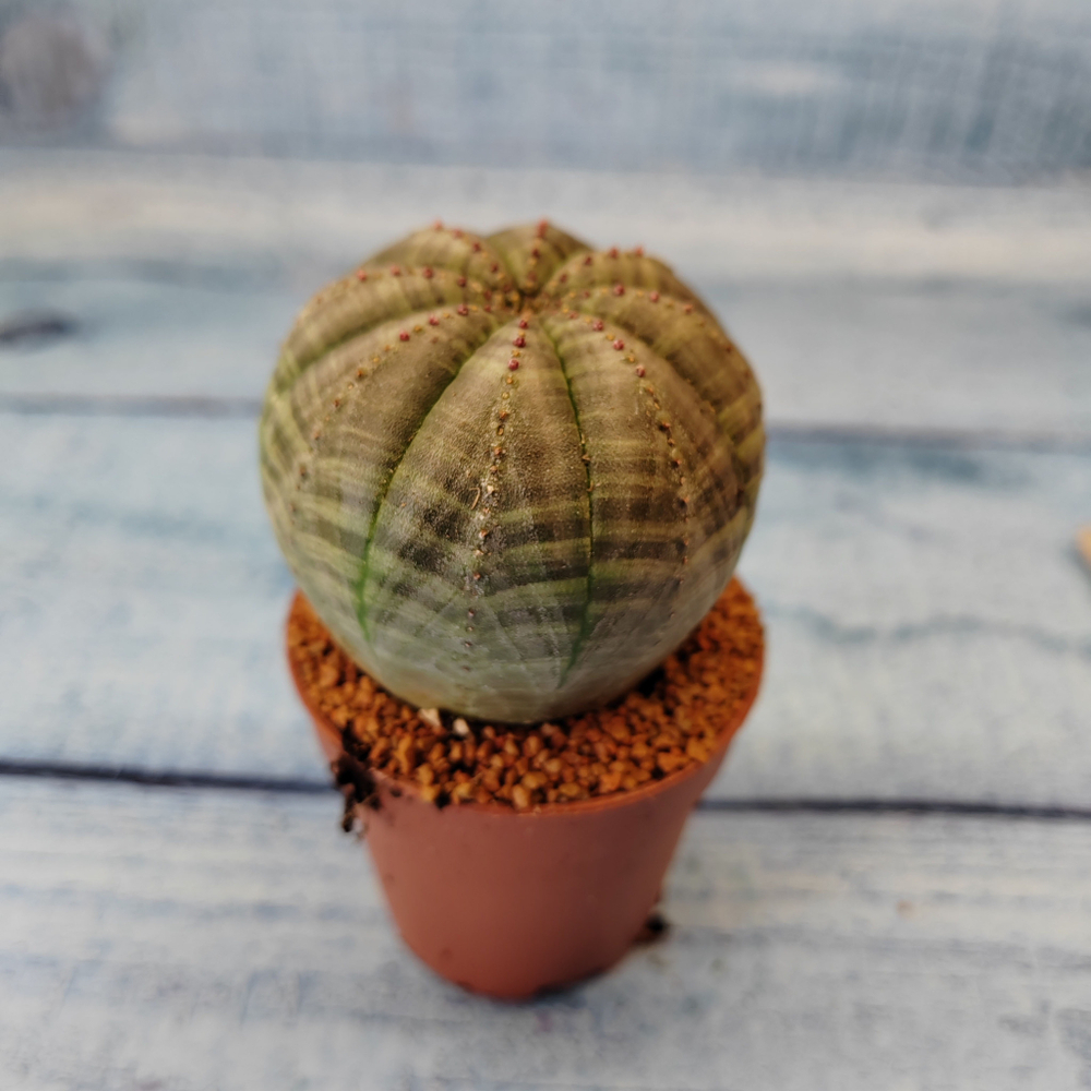 Euphoria Obesa (Эуфорбия)
