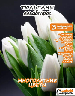 Тюльпан Альбатрос 3+ луковиц
